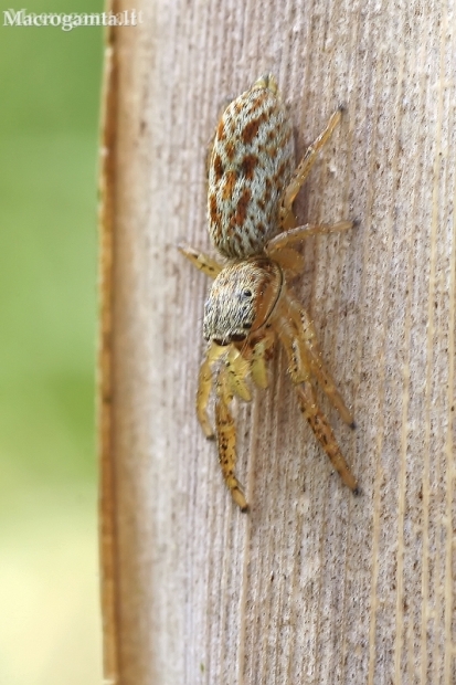 Reed Jumper - Marpissa radiata, juv. | Fotografijos autorius : Gintautas Steiblys | © Macronature.eu | Macro photography web site