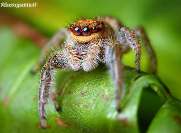 Reed Jumper - Marpissa radiata | Fotografijos autorius : Lukas Jonaitis | © Macronature.eu | Macro photography web site