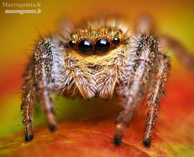 Reed Jumper - Marpissa radiata | Fotografijos autorius : Lukas Jonaitis | © Macronature.eu | Macro photography web site