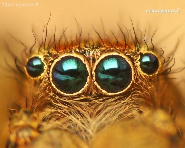 Reed Jumper - Marpissa radiata | Fotografijos autorius : Lukas Jonaitis | © Macronature.eu | Macro photography web site