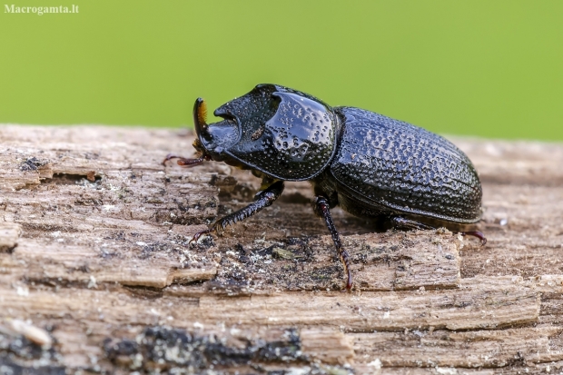 Rhinoceros Stag Beetle | Sinodendron cylindricum | Fotografijos autorius : Darius Baužys | © Macronature.eu | Macro photography web site