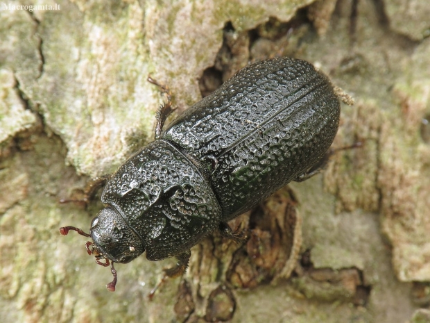 Rhinoceros Stag Beetle - Sinodendron cylindricum ♀ | Fotografijos autorius : Vidas Brazauskas | © Macronature.eu | Macro photography web site