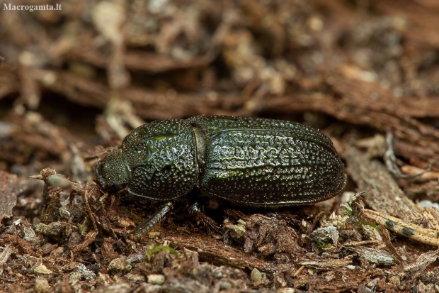 Rhinoceros Stag Beetle - Sinodendron cylindricum ♀ | Fotografijos autorius : Žilvinas Pūtys | © Macronature.eu | Macro photography web site