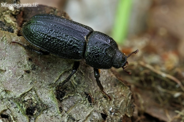 Rhinoceros Stag Beetle - Sinodendron cylindricum ♀ | Fotografijos autorius : Gintautas Steiblys | © Macronature.eu | Macro photography web site