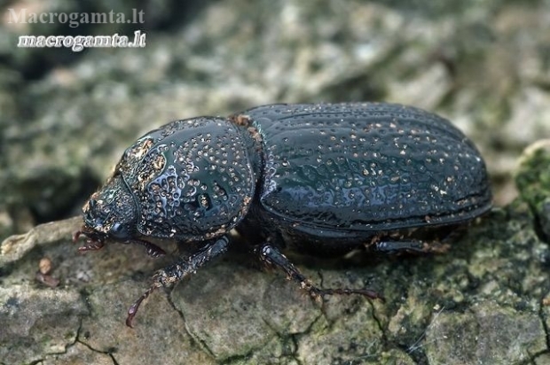 Rhinoceros Stag Beetle - Sinodendron cylindricum ♀ | Fotografijos autorius : Gintautas Steiblys | © Macronature.eu | Macro photography web site