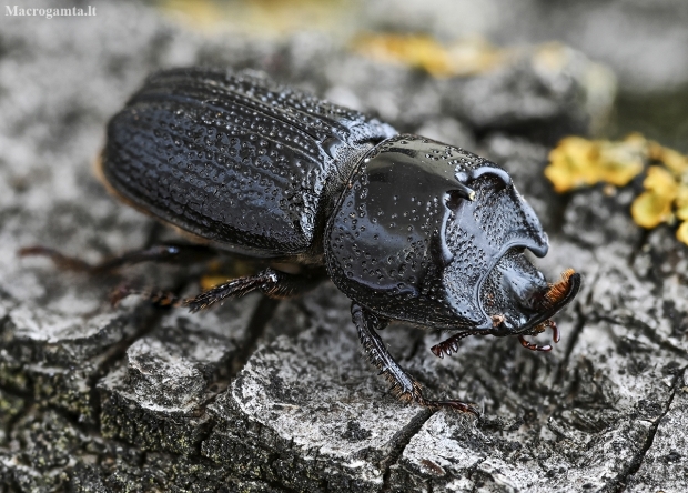 Rhinoceros Stag Beetle - Sinodendron cylindricum ♂ | Fotografijos autorius : Kazimieras Martinaitis | © Macronature.eu | Macro photography web site