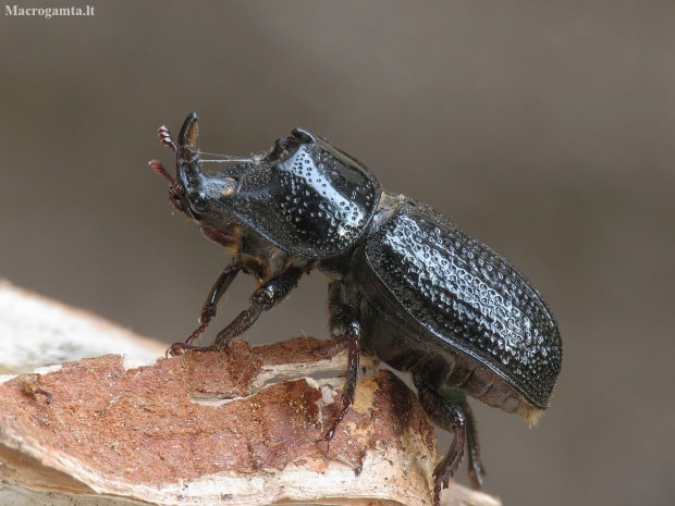 Rhinoceros Stag Beetle - Sinodendron cylindricum ♂ | Fotografijos autorius : Vidas Brazauskas | © Macronature.eu | Macro photography web site