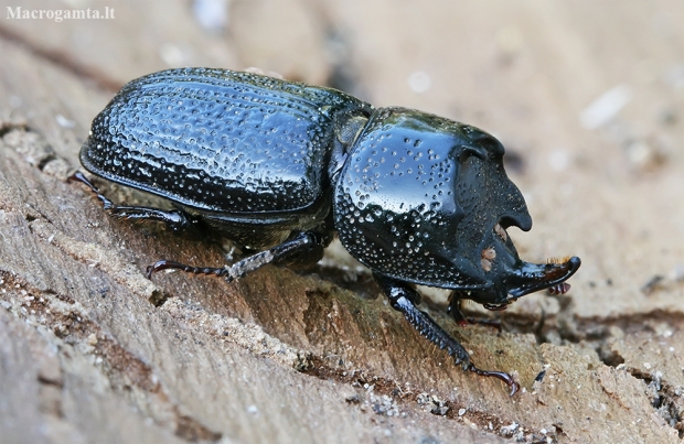 Rhinoceros Stag Beetle - Sinodendron cylindricum ♂ | Fotografijos autorius : Gintautas Steiblys | © Macronature.eu | Macro photography web site