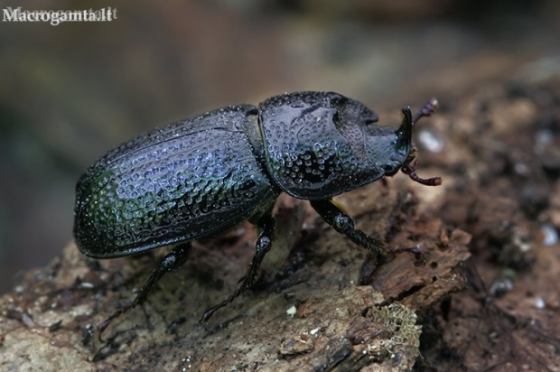 Rhinoceros Stag Beetle - Sinodendron cylindricum ♂ | Fotografijos autorius : Gintautas Steiblys | © Macronature.eu | Macro photography web site