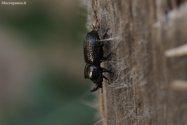 Rhinoceros Stag Beetle - Sinodendron cylindricum | Fotografijos autorius : Giedrius Markevičius | © Macronature.eu | Macro photography web site