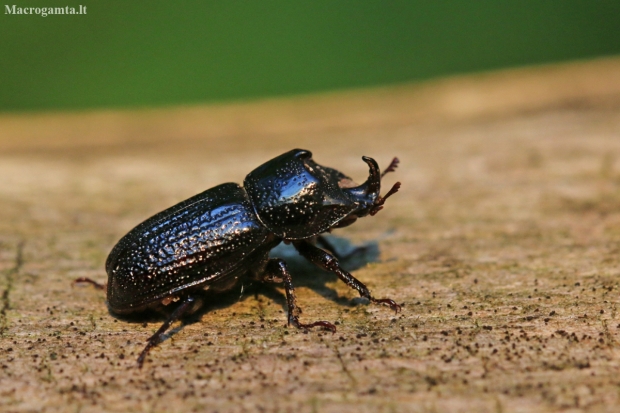 Rhinoceros Stag Beetle - Sinodendron cylindricum | Fotografijos autorius : Agnė Našlėnienė | © Macronature.eu | Macro photography web site