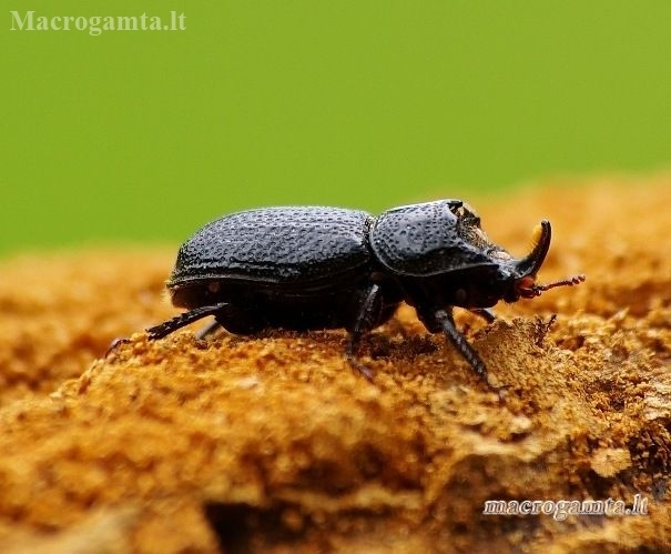 Rhinoceros Stag Beetle - Sinodendron cylindricum | Fotografijos autorius : Romas Ferenca | © Macronature.eu | Macro photography web site