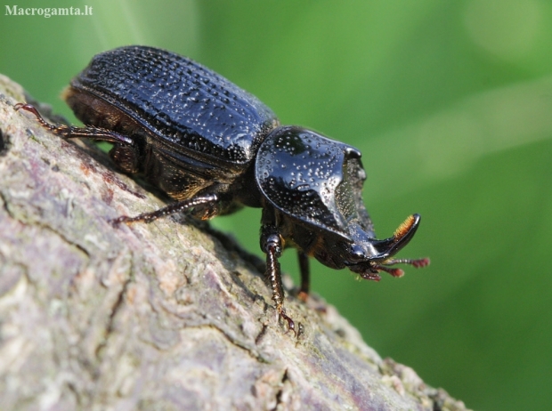 Rhinoceros Stag Beetle - Sinodendron cylindricum | Fotografijos autorius : Agnė Našlėnienė | © Macronature.eu | Macro photography web site