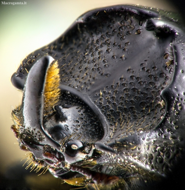 Rhinoceros Stag Beetle - Sinodendron cylindricum | Fotografijos autorius : Kazimieras Martinaitis | © Macronature.eu | Macro photography web site