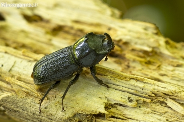 Rhinoceros Stag Beetle - Sinodendron cylindricum | Fotografijos autorius : Giedrius Markevičius | © Macronature.eu | Macro photography web site