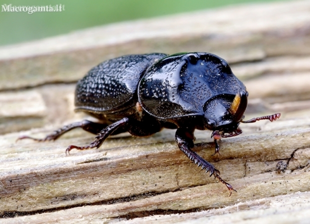 Rhinoceros Stag Beetle - Sinodendron cylindricum | Fotografijos autorius : Romas Ferenca | © Macronature.eu | Macro photography web site