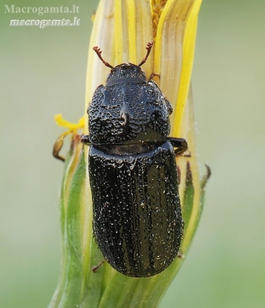 Cilindriškasis elniavabalis - Sinodendron cylindricum | Fotografijos autorius : Arūnas Eismantas | © Macronature.eu | Macro photography web site