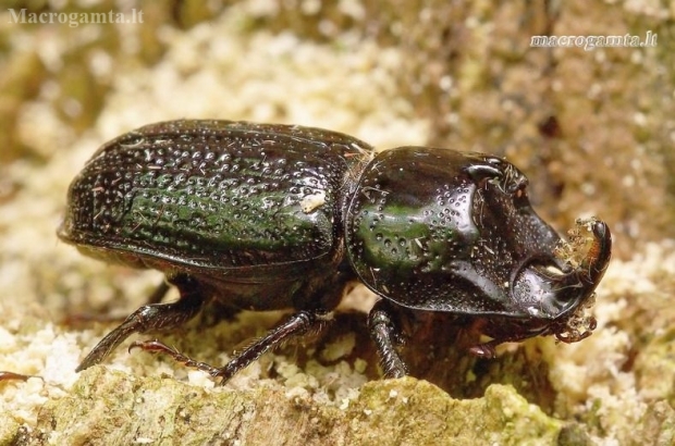 Rhinoceros Stag Beetle - Sinodendron cylindricum | Fotografijos autorius : Romas Ferenca | © Macronature.eu | Macro photography web site