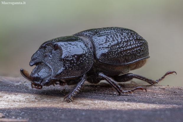 Rhinoceros stag beetle - Sinodendron cylindricum ♂ | Fotografijos autorius : Žilvinas Pūtys | © Macronature.eu | Macro photography web site