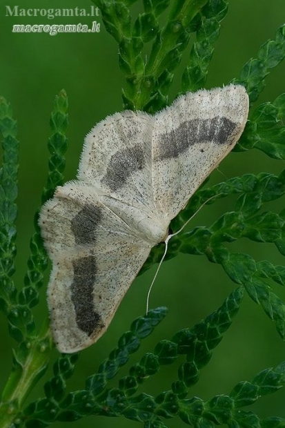 Riband Wave - Idaea aversata f. remutata  | Fotografijos autorius : Gintautas Steiblys | © Macronature.eu | Macro photography web site