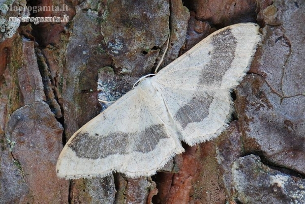 Juodajuostis sprindžiukas - Idaea aversata f. remutata  | Fotografijos autorius : Arūnas Eismantas | © Macronature.eu | Macro photography web site