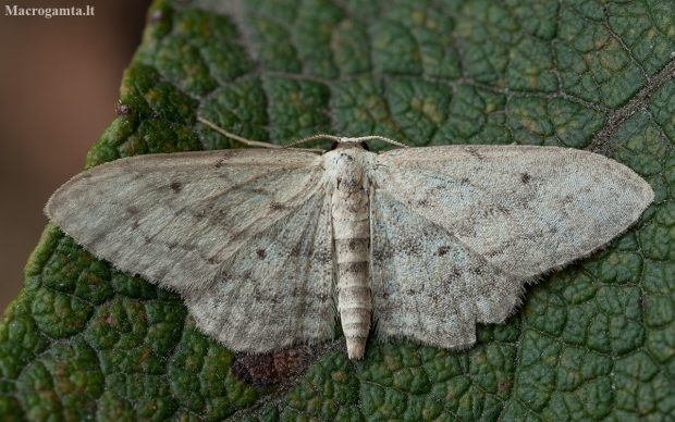 Juodajuostis sprindžiukas - Idaea aversata f. remutata | Fotografijos autorius : Žilvinas Pūtys | © Macronature.eu | Macro photography web site