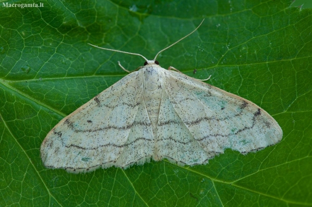 Juodajuostis sprindžiukas - Idaea aversata f. remutata | Fotografijos autorius : Žilvinas Pūtys | © Macronature.eu | Macro photography web site