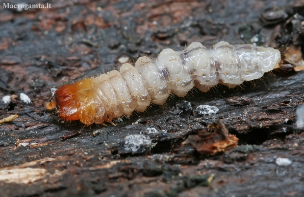Ribbed pine borer - Rhagium inquisitor, larva | Fotografijos autorius : Gintautas Steiblys | © Macronature.eu | Macro photography web site