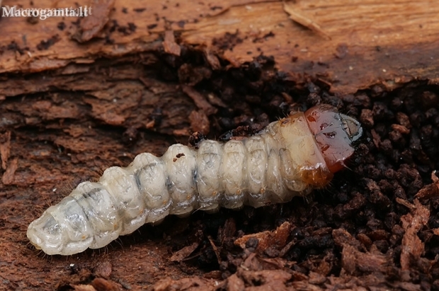 Ribbed pine borer - Rhagium inquisitor, larva | Fotografijos autorius : Gintautas Steiblys | © Macronature.eu | Macro photography web site