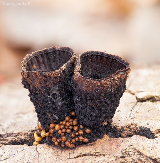 Rievėtoji miegė - Cyathus striatus | Fotografijos autorius : Žilvinas Pūtys | © Macrogamta.lt | Šis tinklapis priklauso bendruomenei kuri domisi makro fotografija ir fotografuoja gyvąjį makro pasaulį.