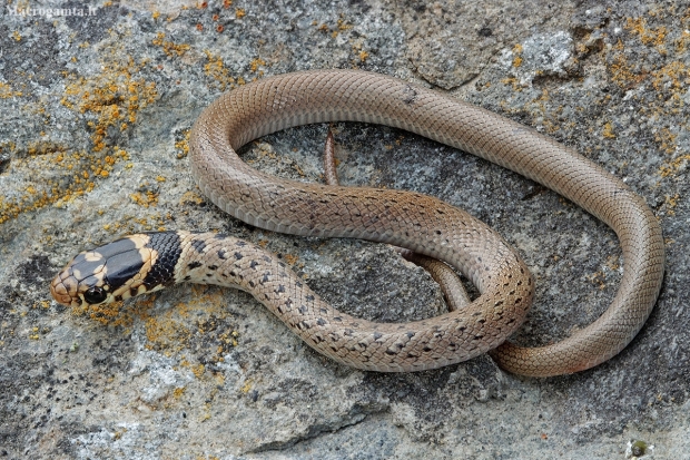 Ring-headed dwarf snake - Eirenis modestus | Fotografijos autorius : Gintautas Steiblys | © Macronature.eu | Macro photography web site