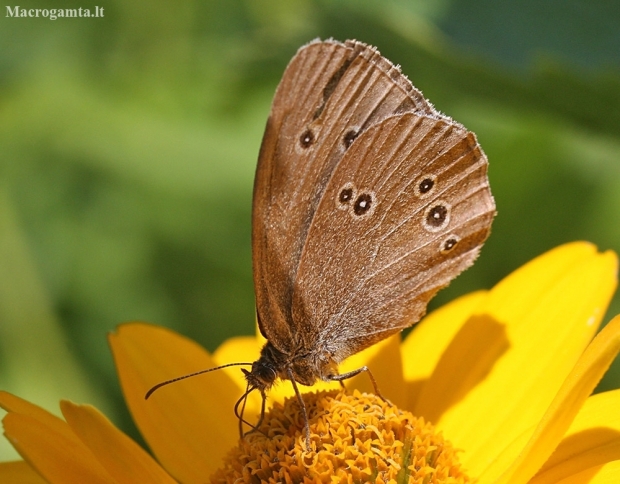 Ringlet - Aphantopus hyperantus | Fotografijos autorius : Vytautas Gluoksnis | © Macronature.eu | Macro photography web site