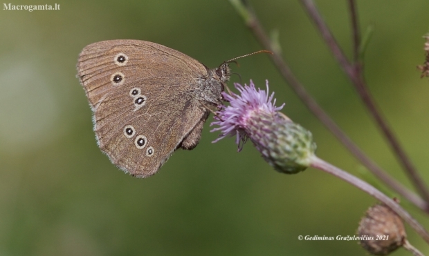 Ringlet - Aphantopus hyperantus | Fotografijos autorius : Gediminas Gražulevičius | © Macronature.eu | Macro photography web site