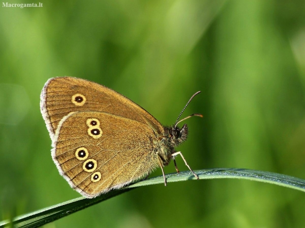 Ringlet - Aphantopus hyperantus | Fotografijos autorius : Vidas Brazauskas | © Macronature.eu | Macro photography web site