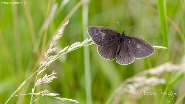 Ringlet | Fotografijos autorius : Darius Baužys | © Macronature.eu | Macro photography web site