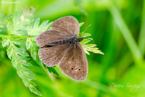 Ringlet | Fotografijos autorius : Darius Baužys | © Macronature.eu | Macro photography web site