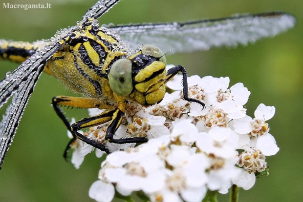 River Clubtail - Gomphus flavipes | Fotografijos autorius : Povilas Sakalauskas | © Macronature.eu | Macro photography web site