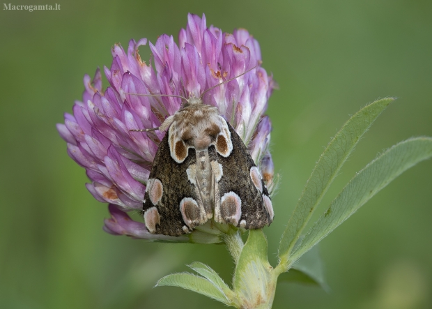 Rožinis pūkanugaris - Thyatira batis | Fotografijos autorius : Žilvinas Pūtys | © Macrogamta.lt | Šis tinklapis priklauso bendruomenei kuri domisi makro fotografija ir fotografuoja gyvąjį makro pasaulį.