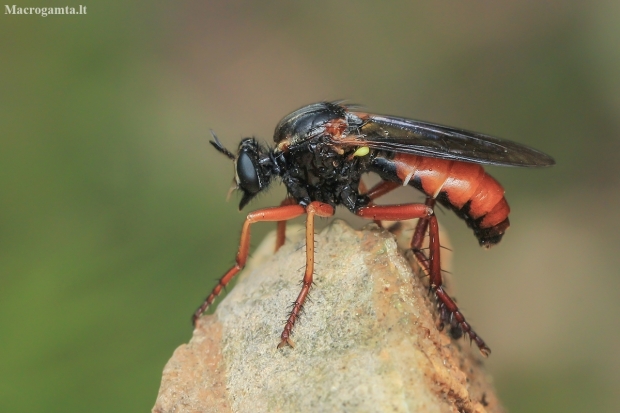 Robber Fly - Saropogon sp. ♀ | Fotografijos autorius : Gintautas Steiblys | © Macronature.eu | Macro photography web site