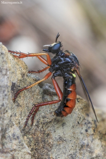 Robber Fly - Saropogon sp. ♀ | Fotografijos autorius : Gintautas Steiblys | © Macrogamta.lt | Šis tinklapis priklauso bendruomenei kuri domisi makro fotografija ir fotografuoja gyvąjį makro pasaulį.