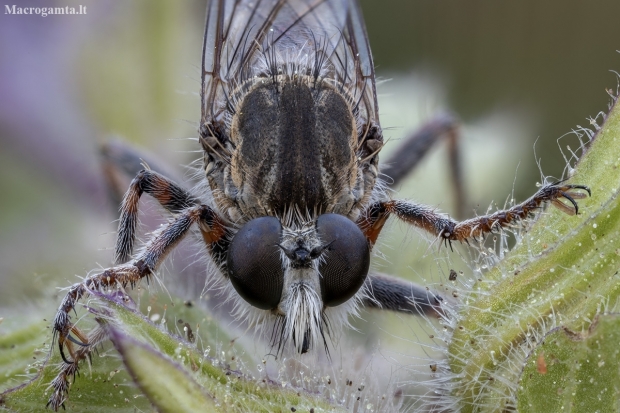 Robber fly - Antiphrisson trifarius ♂ | Fotografijos autorius : Žilvinas Pūtys | © Macronature.eu | Macro photography web site