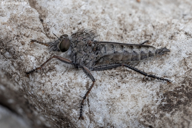 Robber fly - Erax nigrosetosus ♂ | Fotografijos autorius : Žilvinas Pūtys | © Macronature.eu | Macro photography web site
