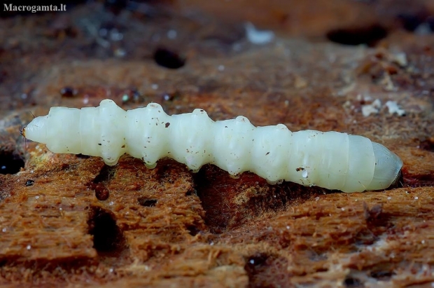 Robber fly - Laphria sp. (larva) | Fotografijos autorius : Romas Ferenca | © Macronature.eu | Macro photography web site