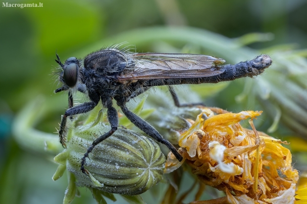 Robber fly - Machimus rusticus ♂ | Fotografijos autorius : Žilvinas Pūtys | © Macronature.eu | Macro photography web site