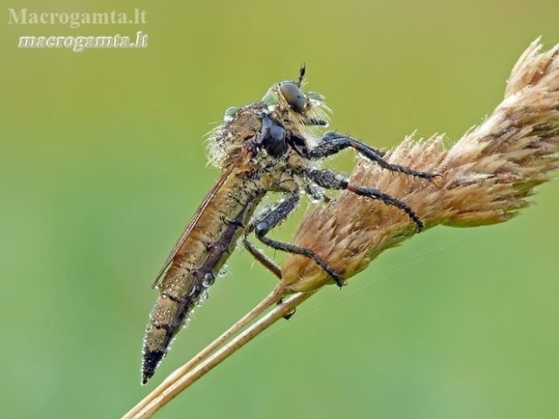 Robber fly - Machimus rusticus | Fotografijos autorius : Darius Baužys | © Macronature.eu | Macro photography web site