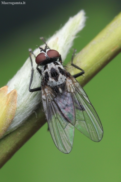 Root-maggot Fly - Anthomyia procellaris ?? | Fotografijos autorius : Gintautas Steiblys | © Macronature.eu | Macro photography web site