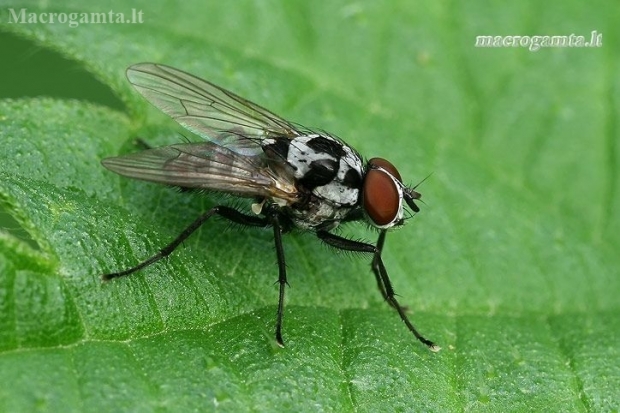 Root-maggot Fly - Anthomyia procellaris  | Fotografijos autorius : Gintautas Steiblys | © Macronature.eu | Macro photography web site