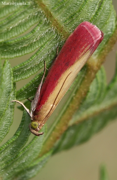 Rosy-striped knot-horn - Oncocera semirubella | Fotografijos autorius : Gintautas Steiblys | © Macronature.eu | Macro photography web site