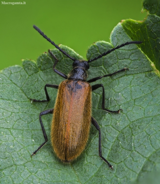 Rough-haired Lagria Beetle - Lagria hirta ♂ | Fotografijos autorius : Kazimieras Martinaitis | © Macronature.eu | Macro photography web site