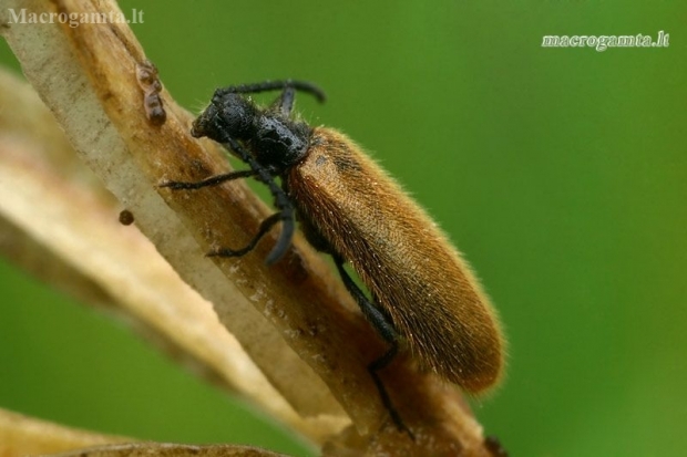 Rough-haired Lagria Beetle - Lagria hirta  | Fotografijos autorius : Gintautas Steiblys | © Macronature.eu | Macro photography web site